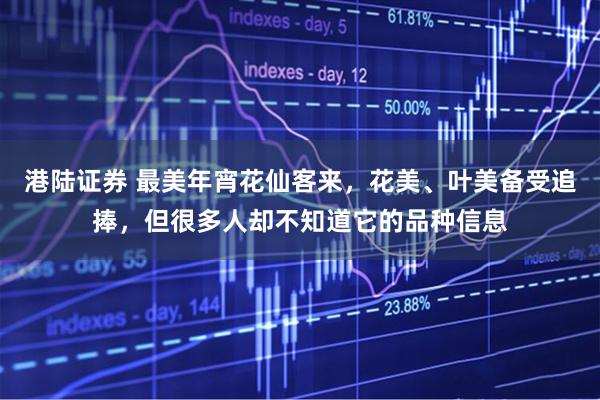 港陆证券 最美年宵花仙客来，花美、叶美备受追捧，但很多人却不知道它的品种信息